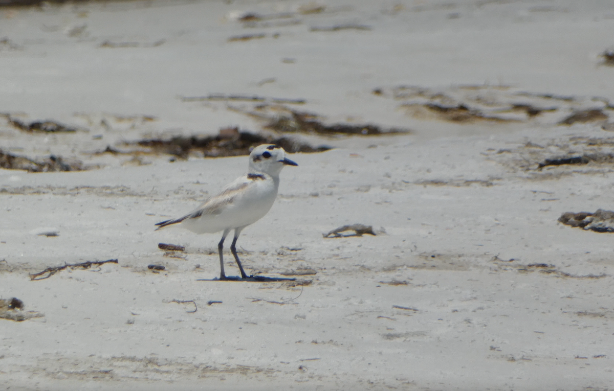 Snowy Plover - ML583556631