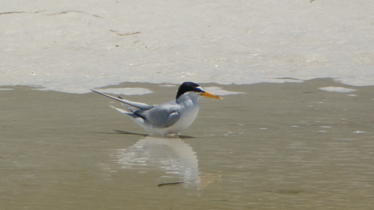 Least Tern - Kevin Hayes