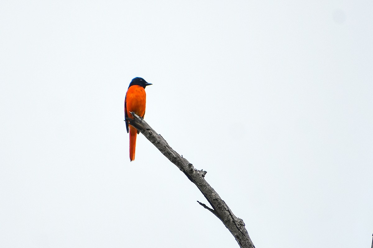 Scarlet Minivet - ML583558701