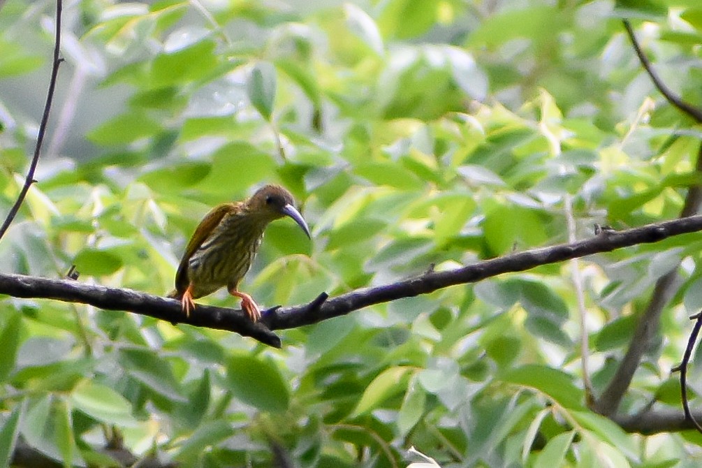 Streaked Spiderhunter - ML583558971