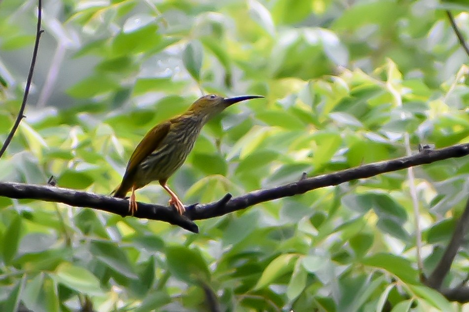 Streaked Spiderhunter - ML583558981