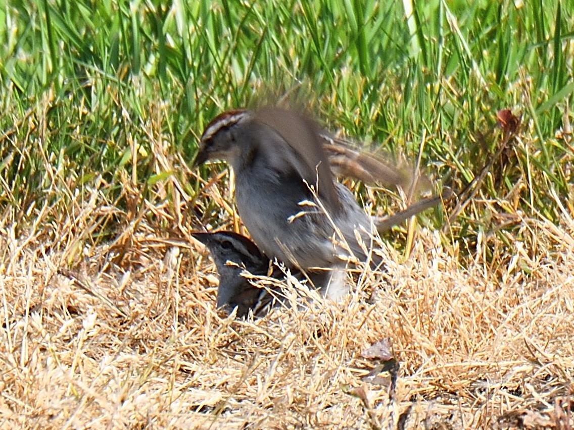 Chipping Sparrow - ML583559131