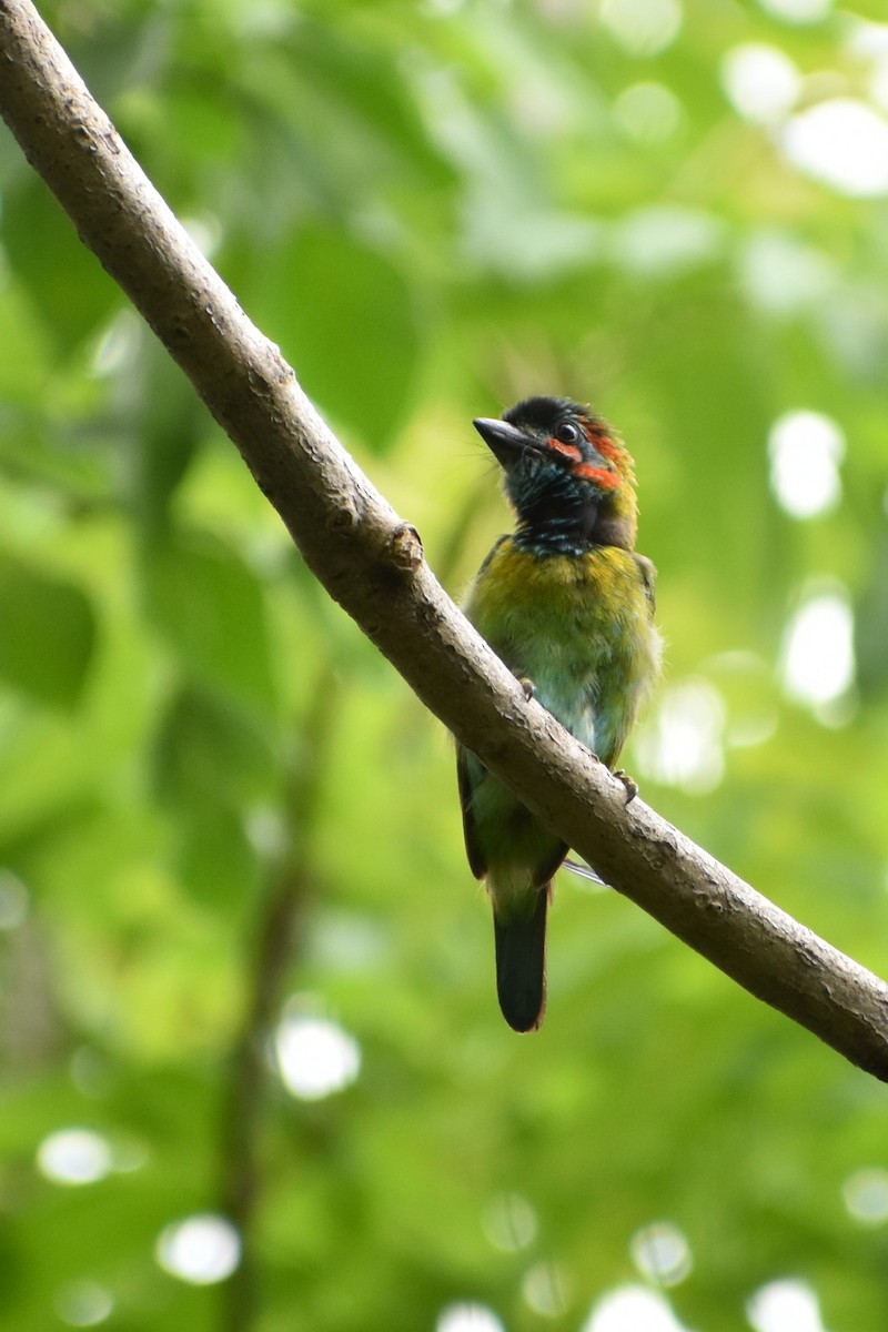 Blue-eared Barbet - ML583559411