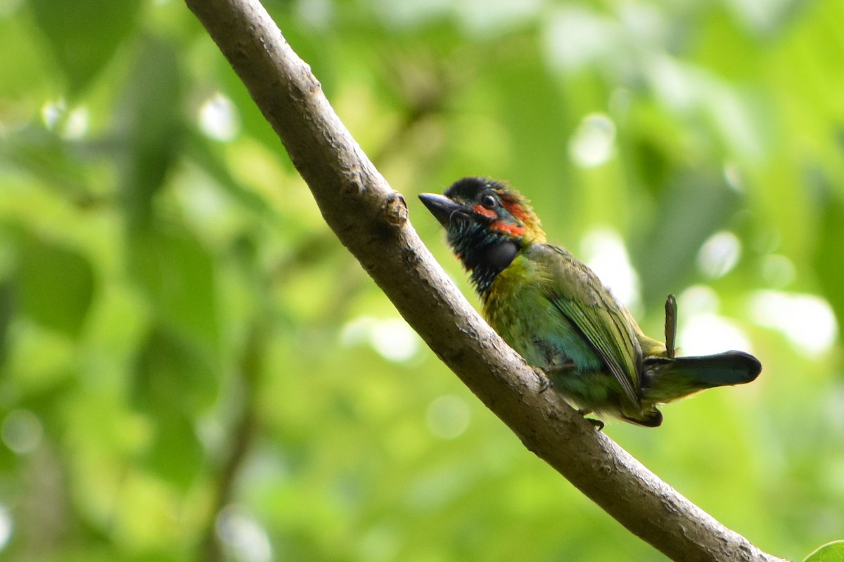 Blue-eared Barbet - Suman Biswas