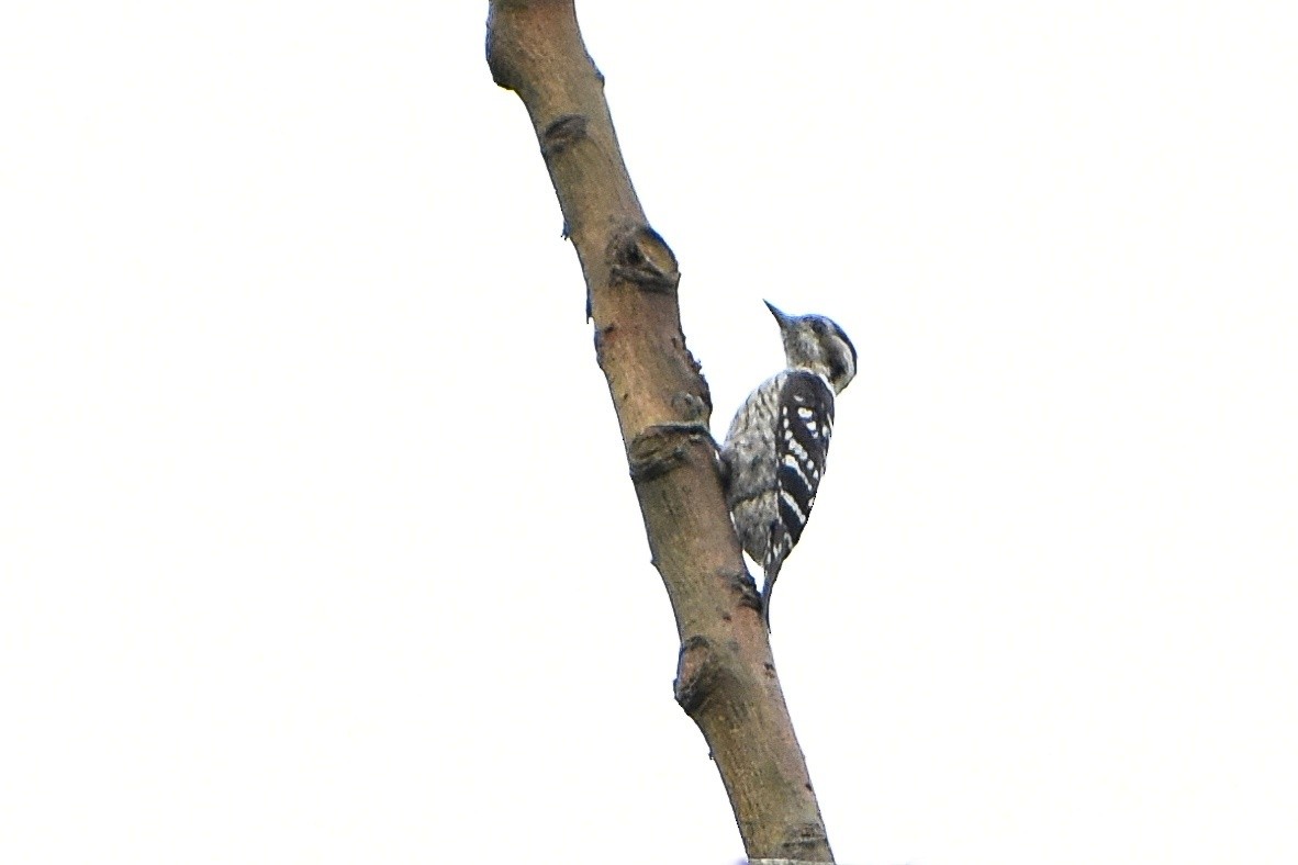 Gray-capped Pygmy Woodpecker - ML583559491