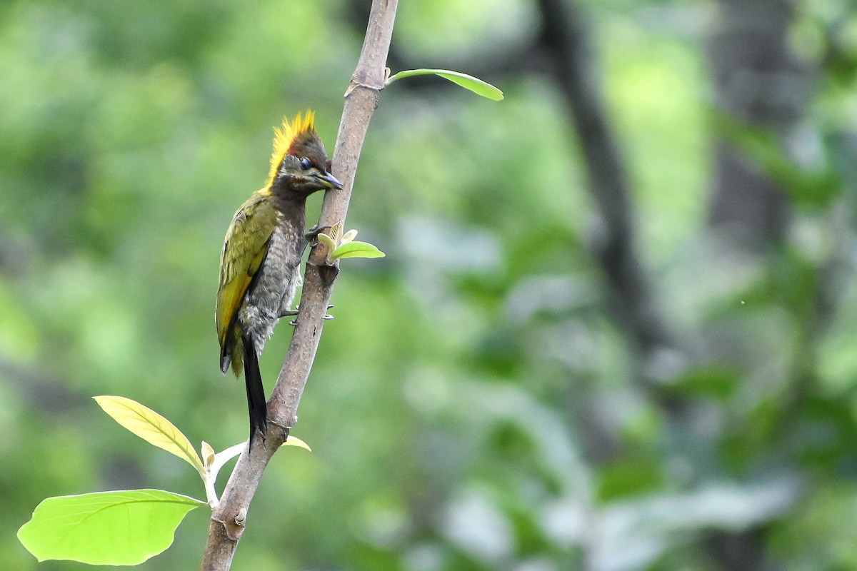 Lesser Yellownape - ML583559521