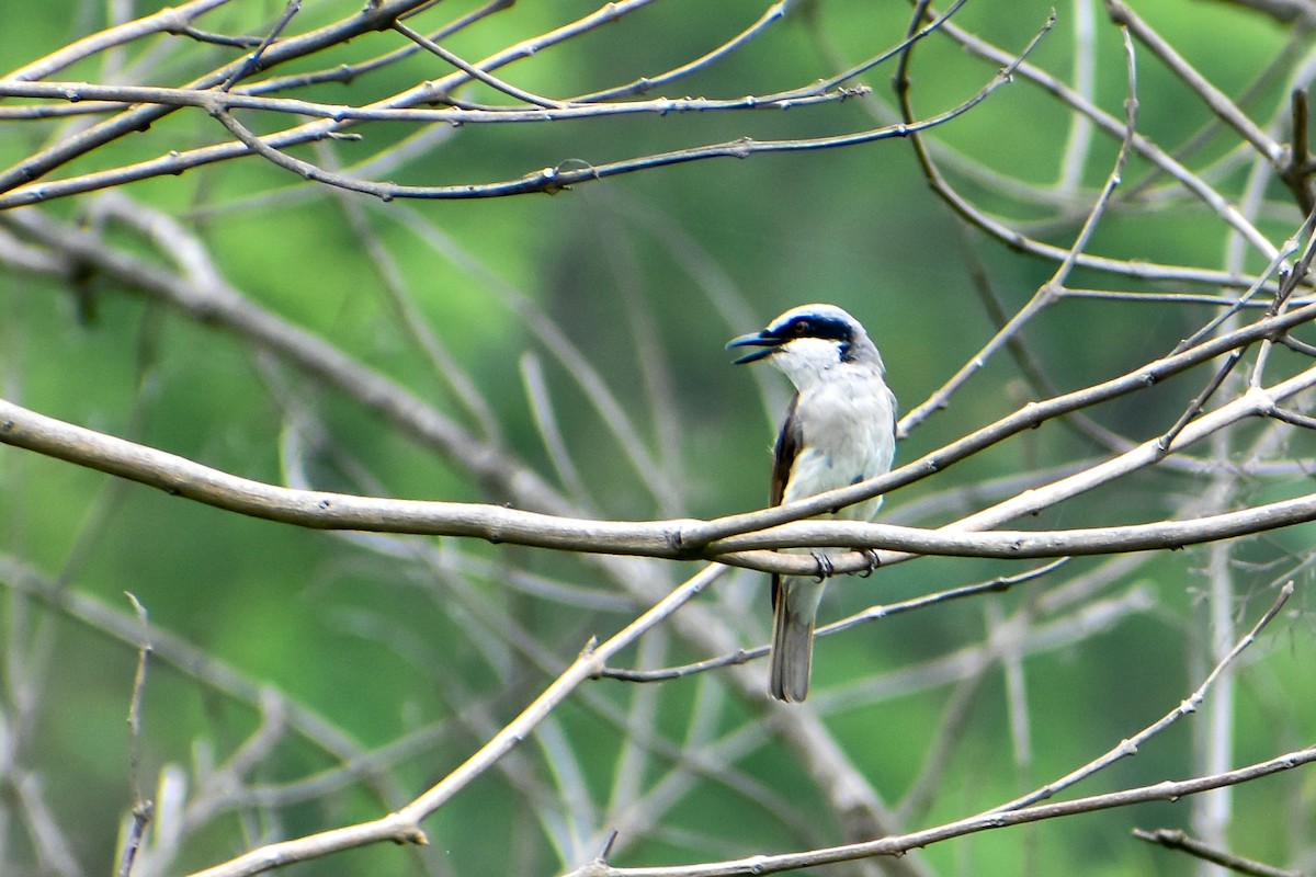 Large Woodshrike - ML583559631