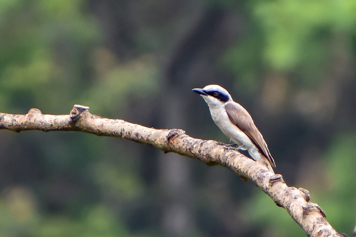 Large Woodshrike - ML583559641