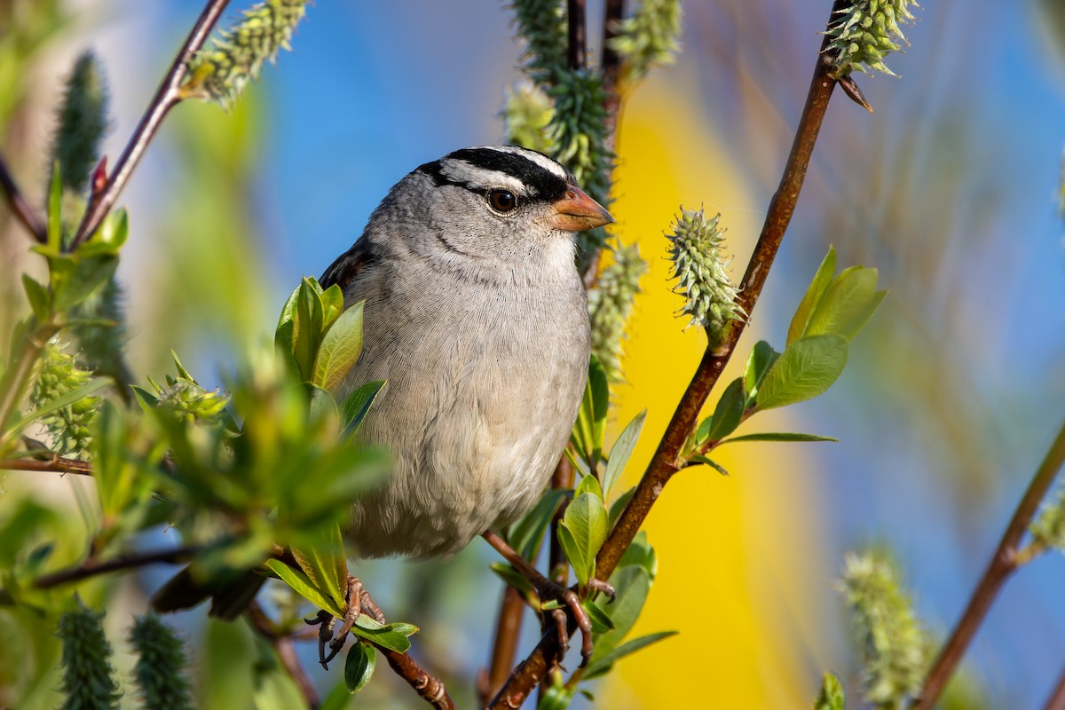 White-crowned Sparrow - ML583560991