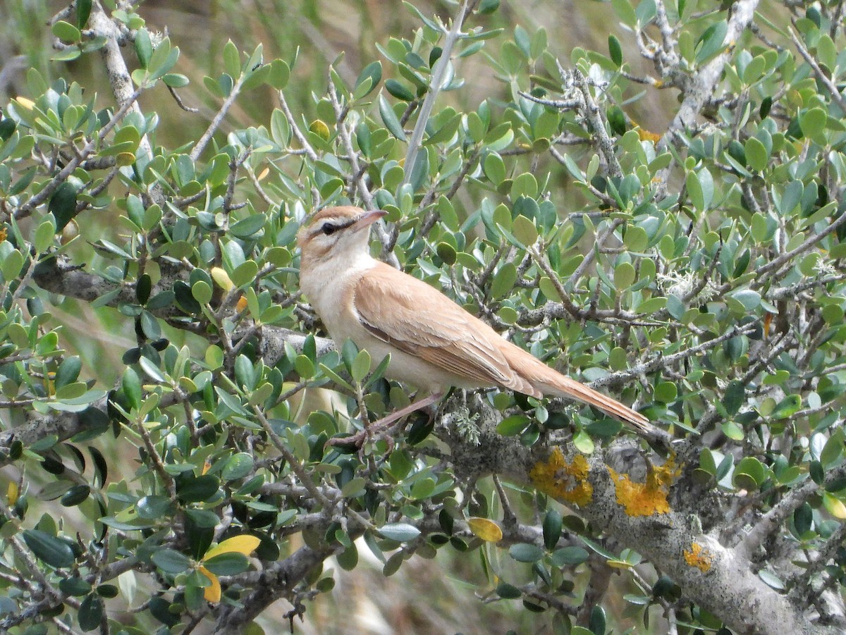 Rufous-tailed Scrub-Robin - ML583561071