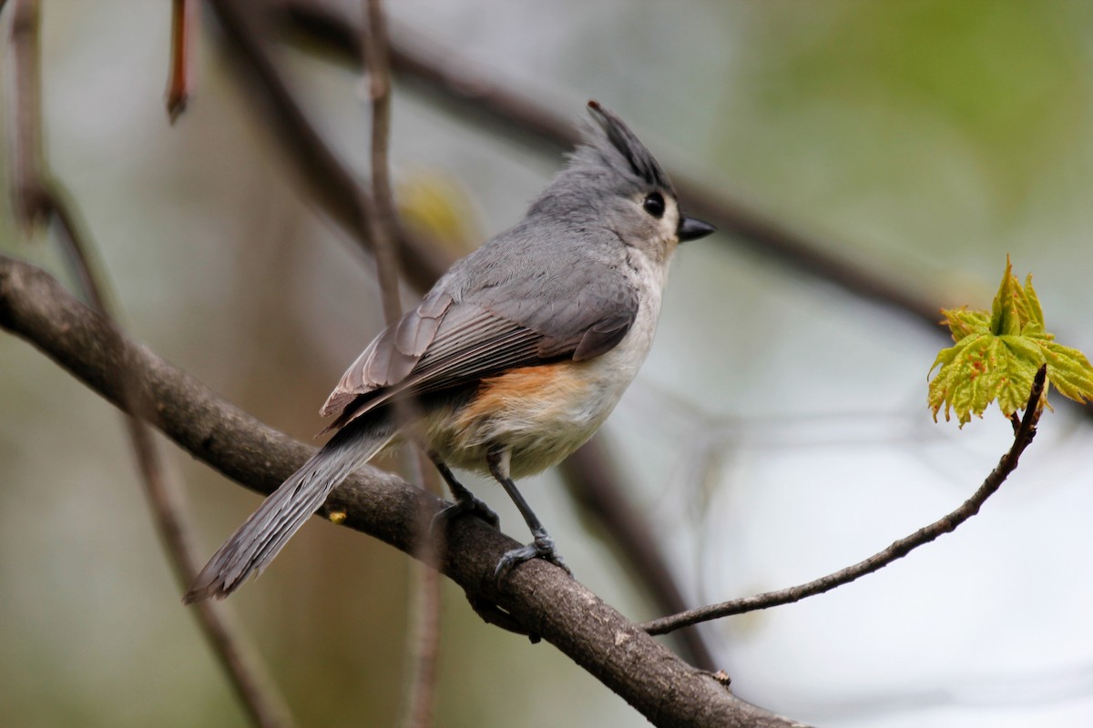 Tufted Titmouse - ML58356181