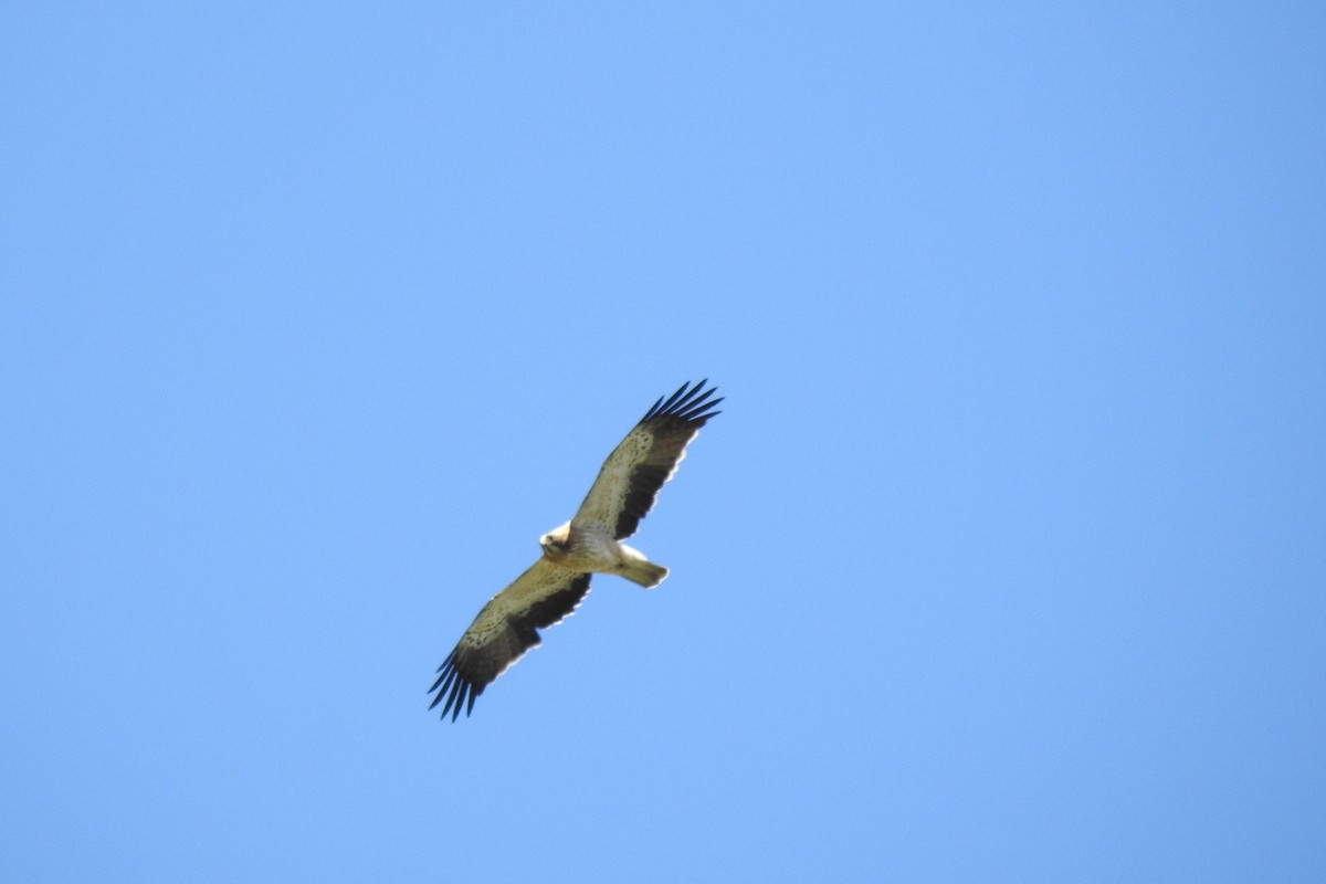 Águila Calzada - ML583561991