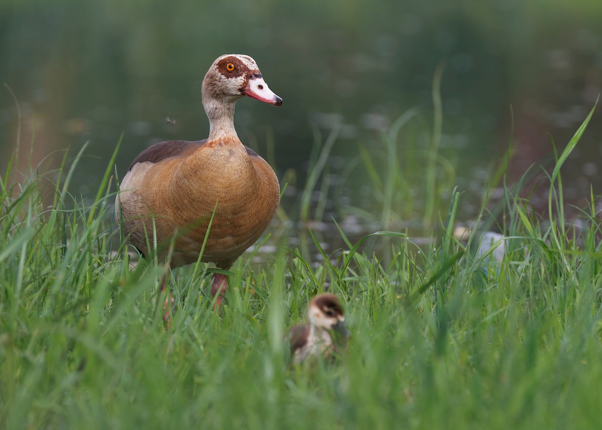 Egyptian Goose - ML583562021