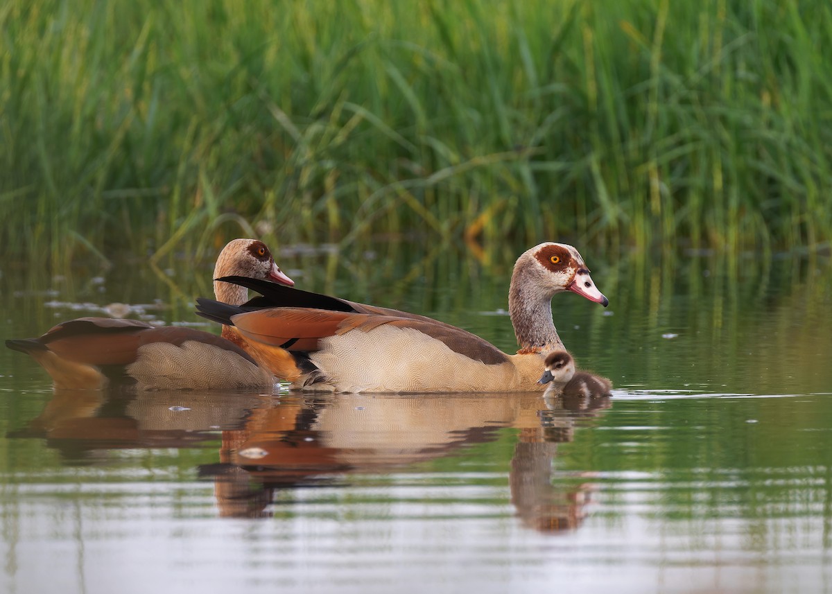 Egyptian Goose - ML583562041