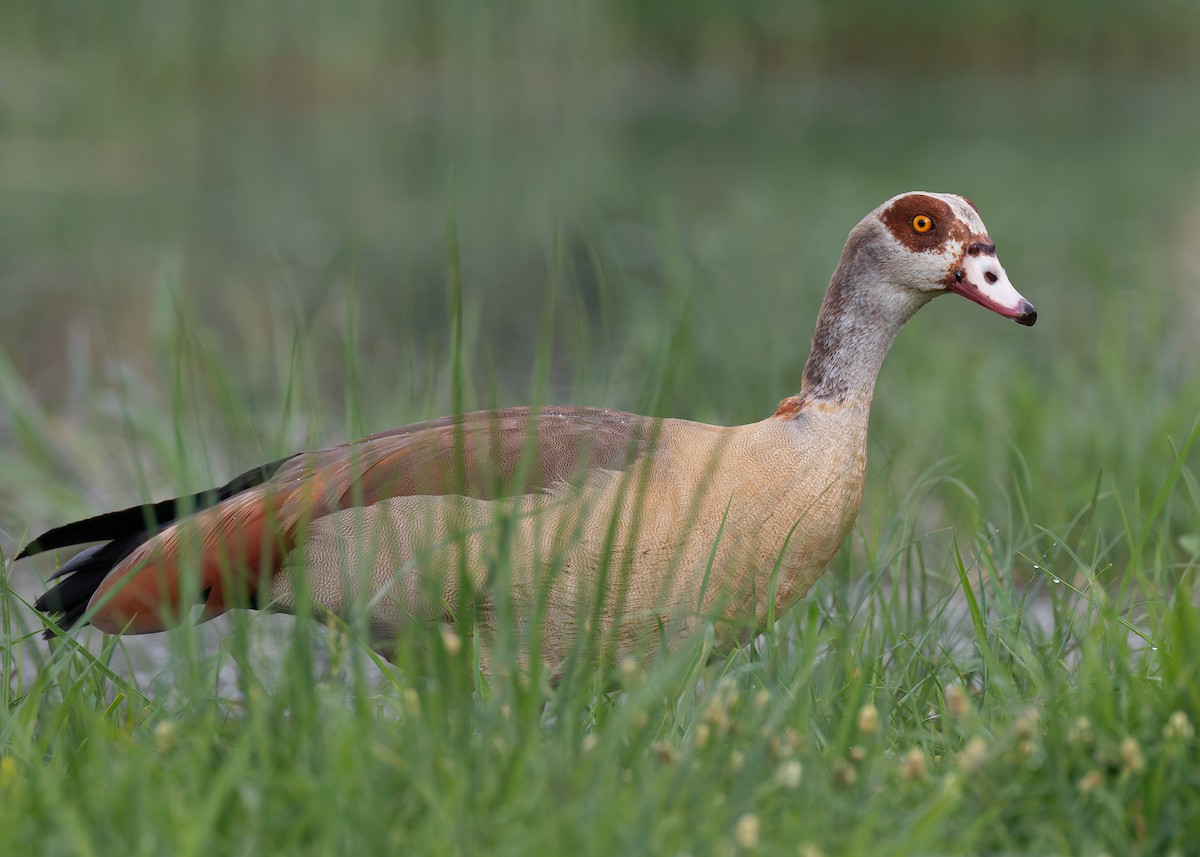 Egyptian Goose - ML583562051