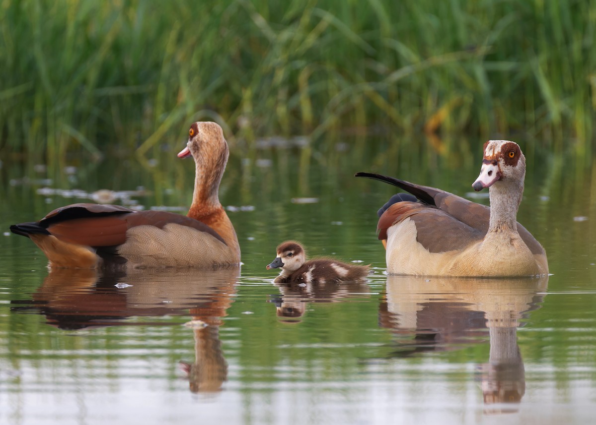 Egyptian Goose - ML583562061