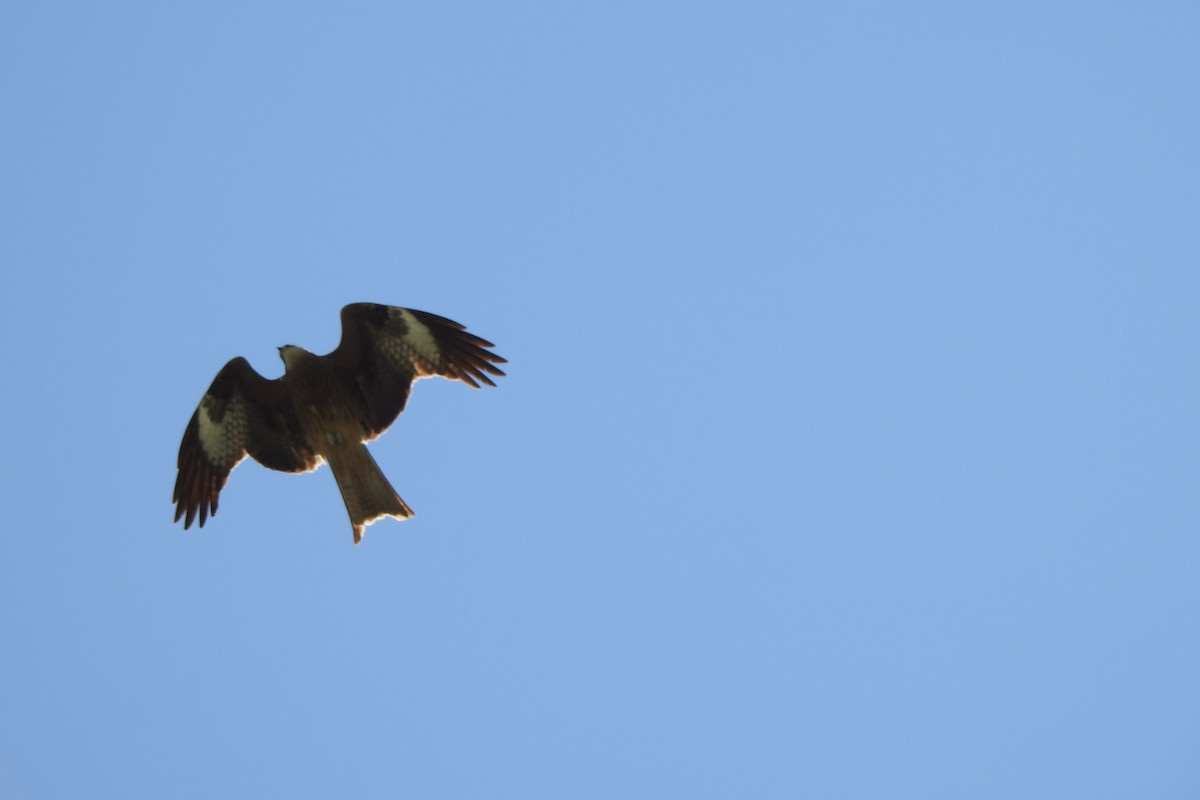 Black Kite - Zhanyi Lin