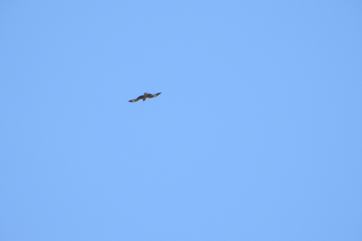 Black Kite - ML583562131