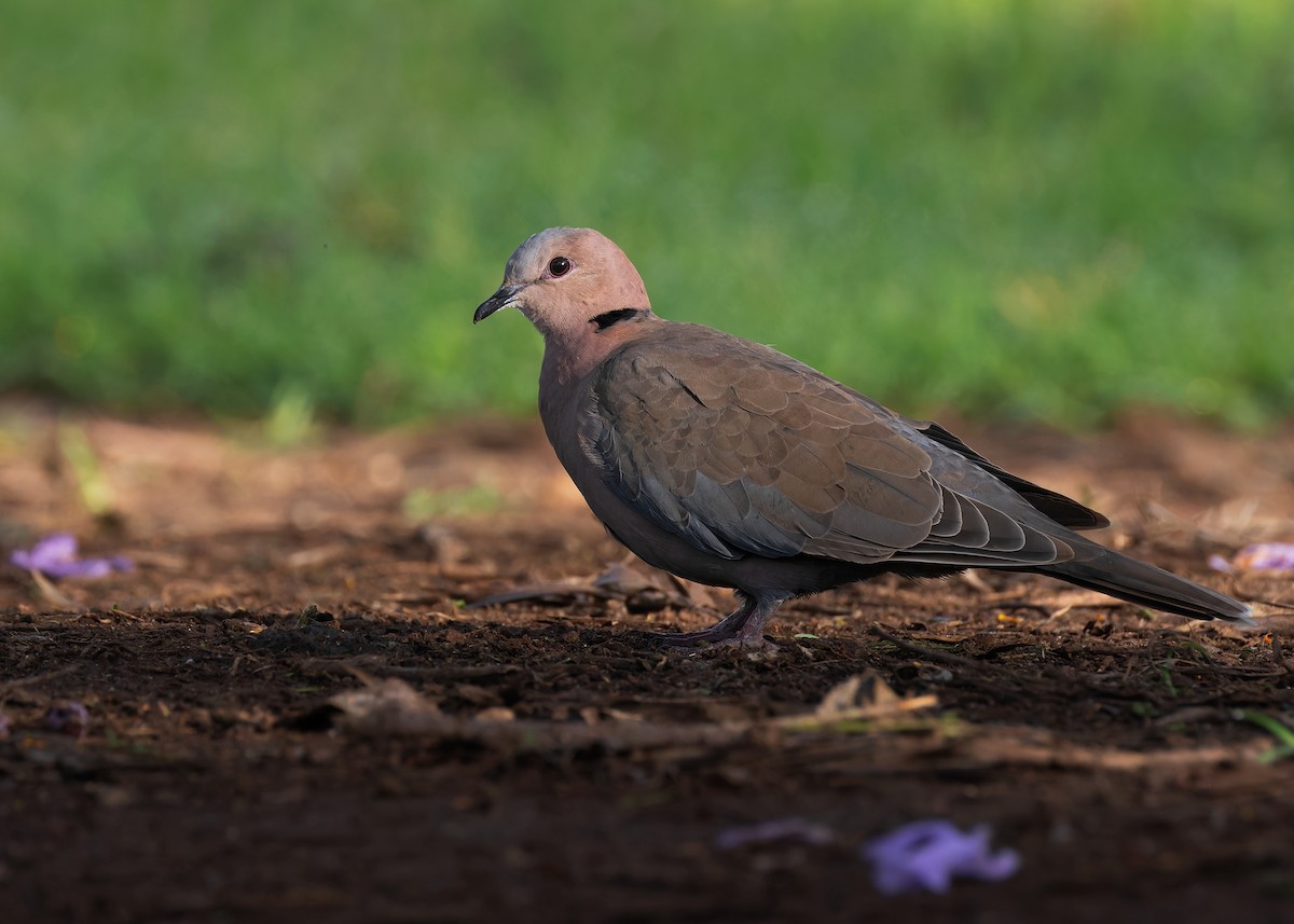 Red-eyed Dove - ML583562231