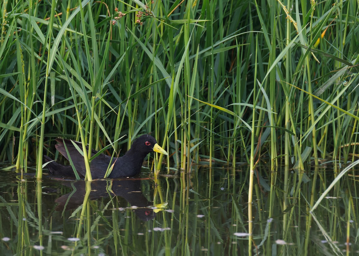 Polluela Negra Africana - ML583562331