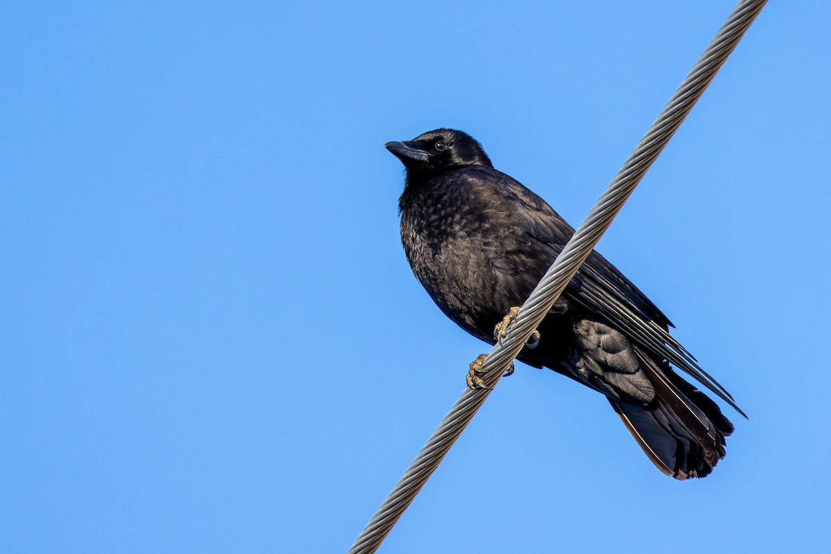 American Crow - ML583562641