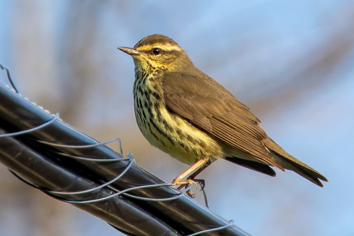 Northern Waterthrush - ML583562701