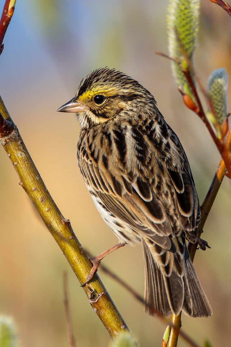 Savannah Sparrow - Stéphane Lair