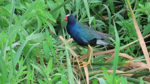 Purple Gallinule - ML583563051