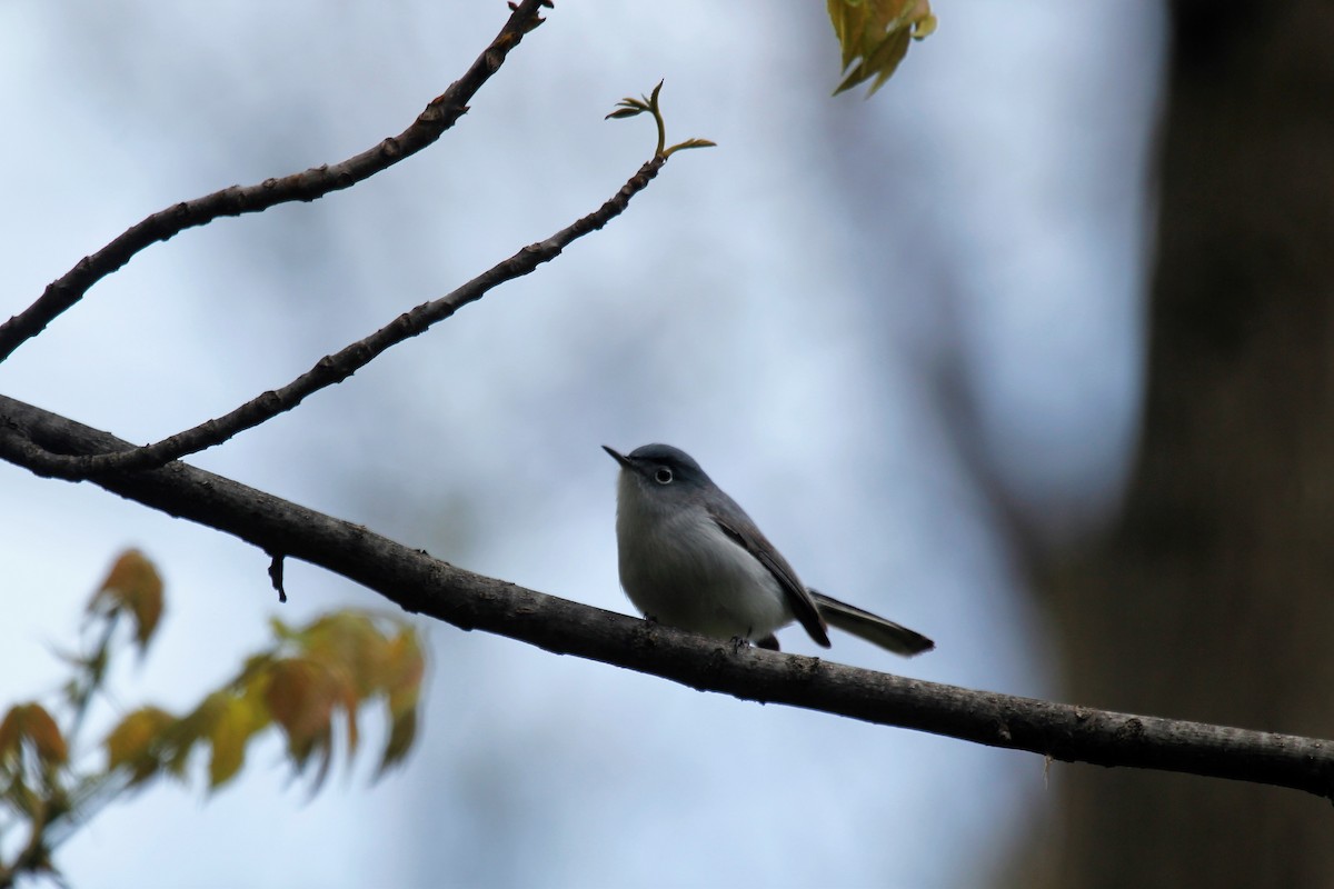 Blue-gray Gnatcatcher - Doug Kibbe