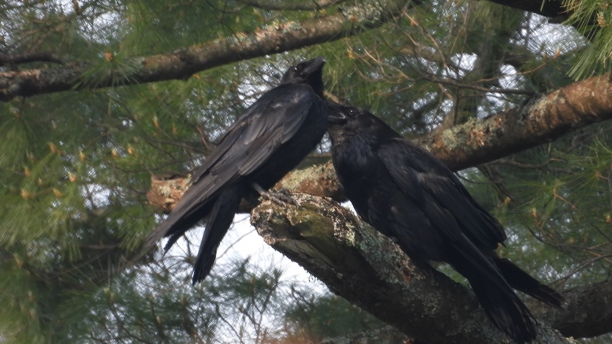 Common Raven - ML583564301