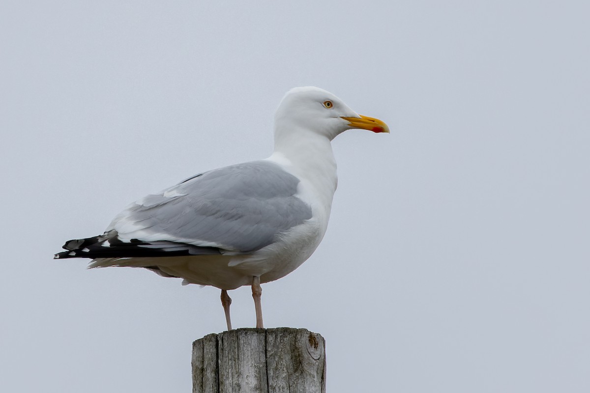 American Herring Gull - ML583564531