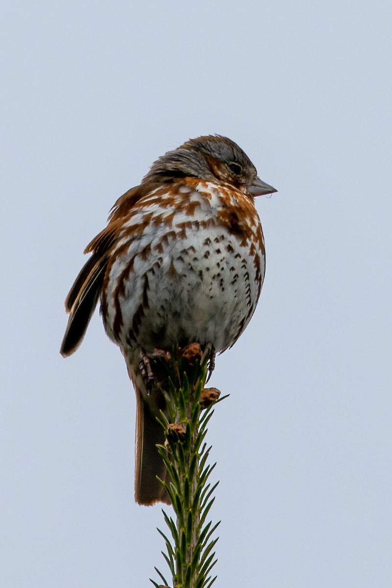 Fox Sparrow - ML583564561