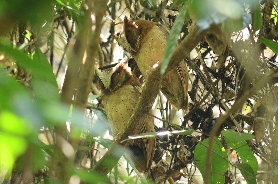 White-fronted Scops-Owl - ML58356471