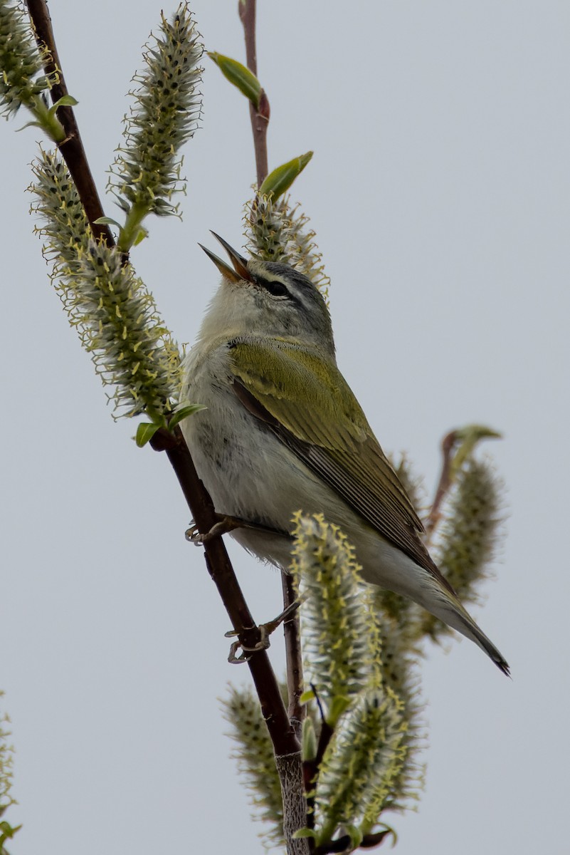 Tennessee Warbler - Stéphane Lair