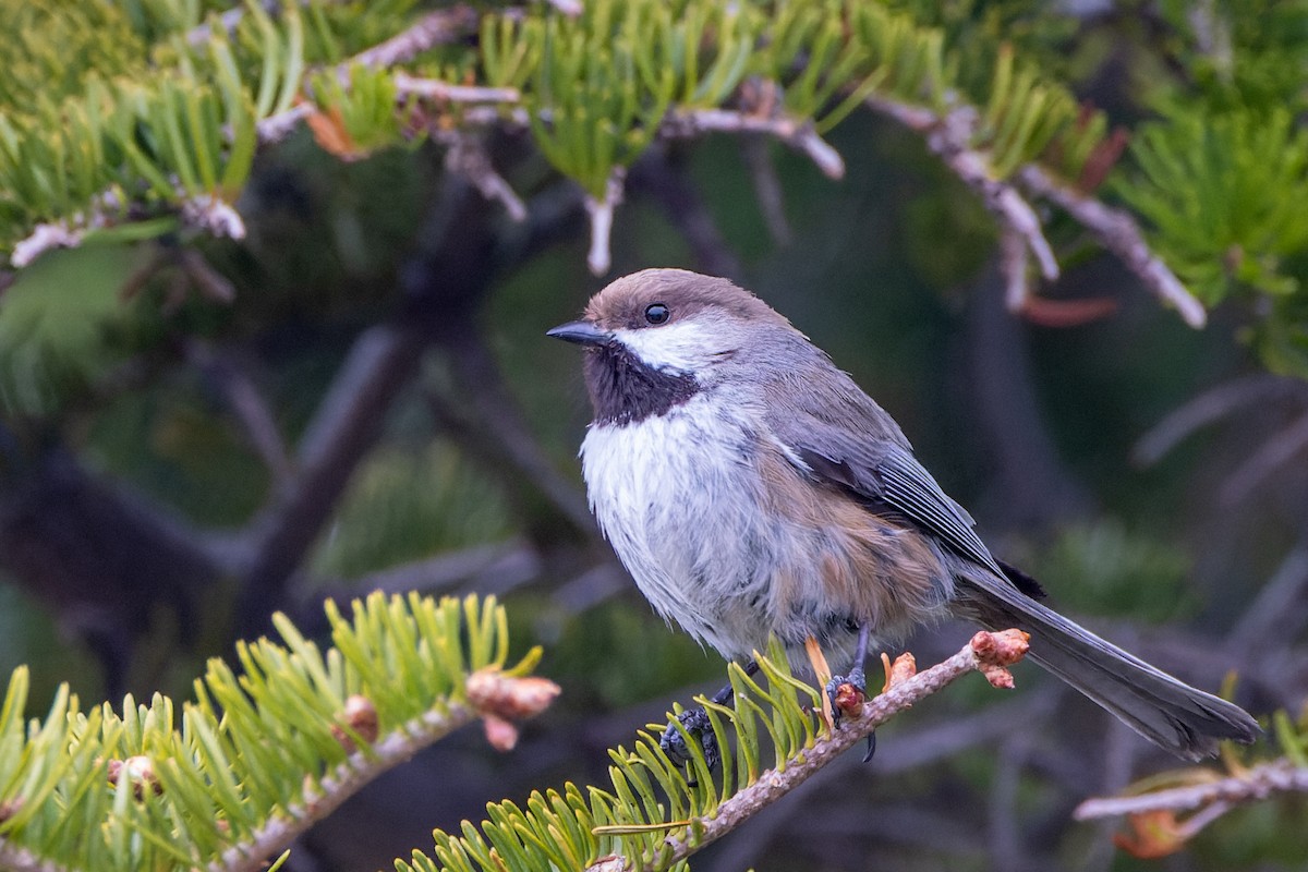 Boreal Chickadee - Stéphane Lair