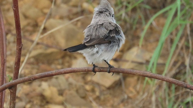 White-headed Marsh Tyrant - ML583565031