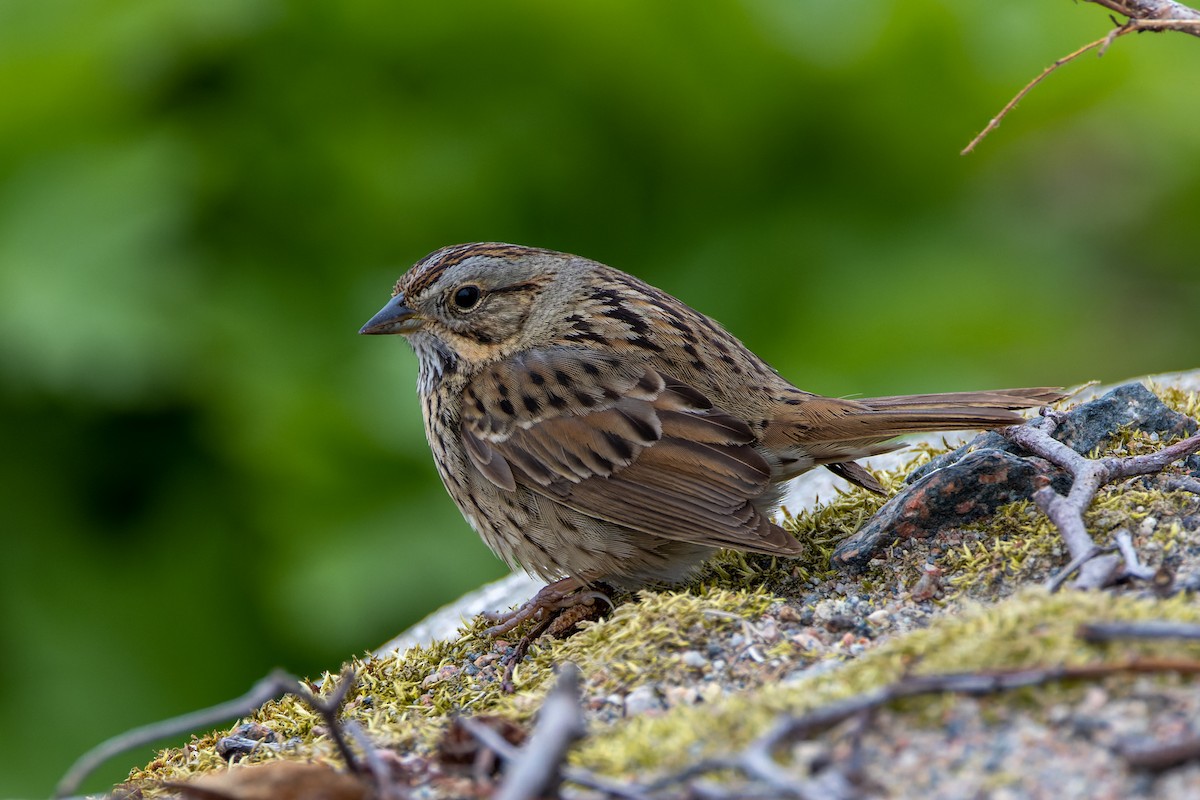 Lincoln's Sparrow - ML583565051