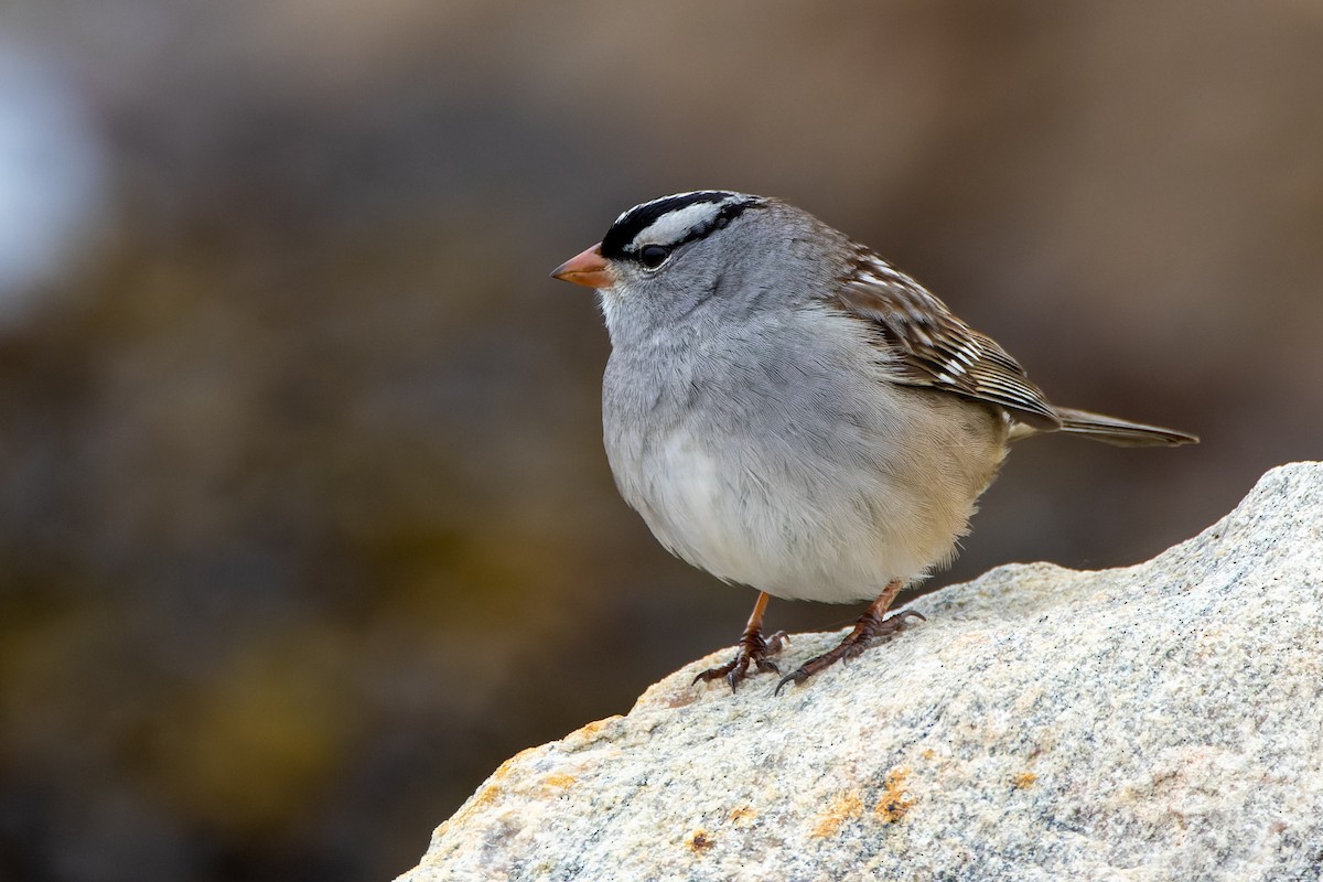 White-crowned Sparrow - Stéphane Lair