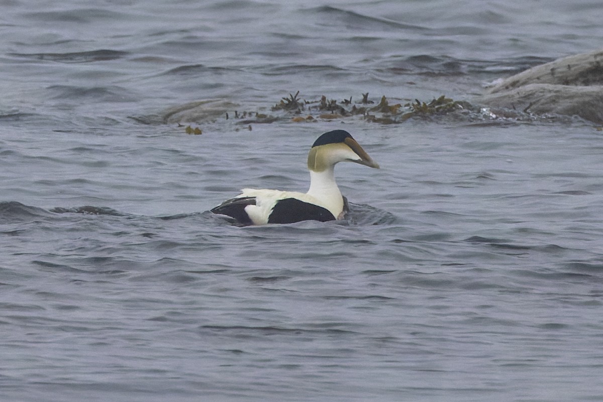 Common Eider - Stéphane Lair