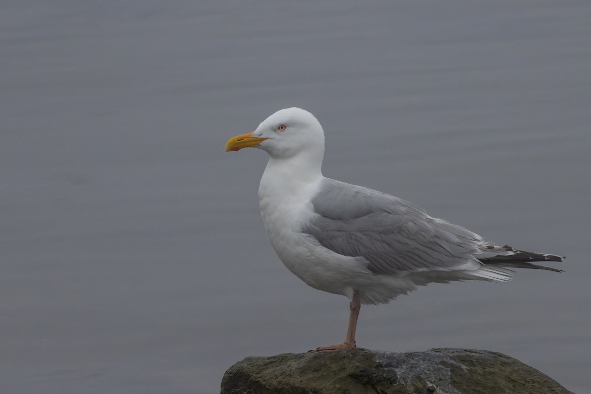 American Herring Gull - ML583565451