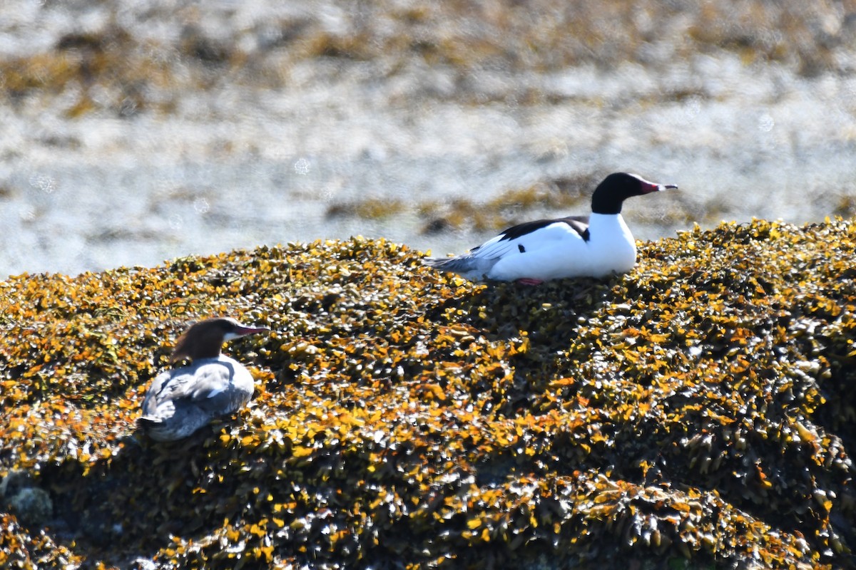 Common Merganser - ML583565471