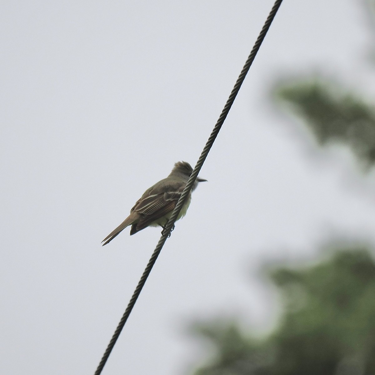 Great Crested Flycatcher - ML583565491