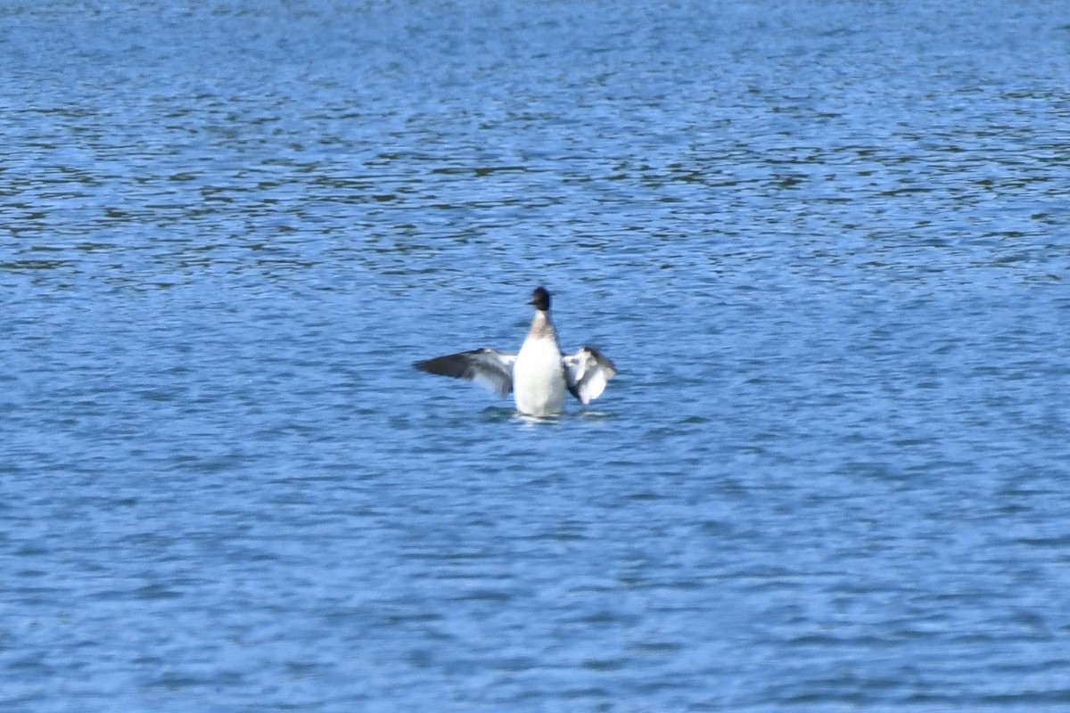 Red-breasted Merganser - ML583565521