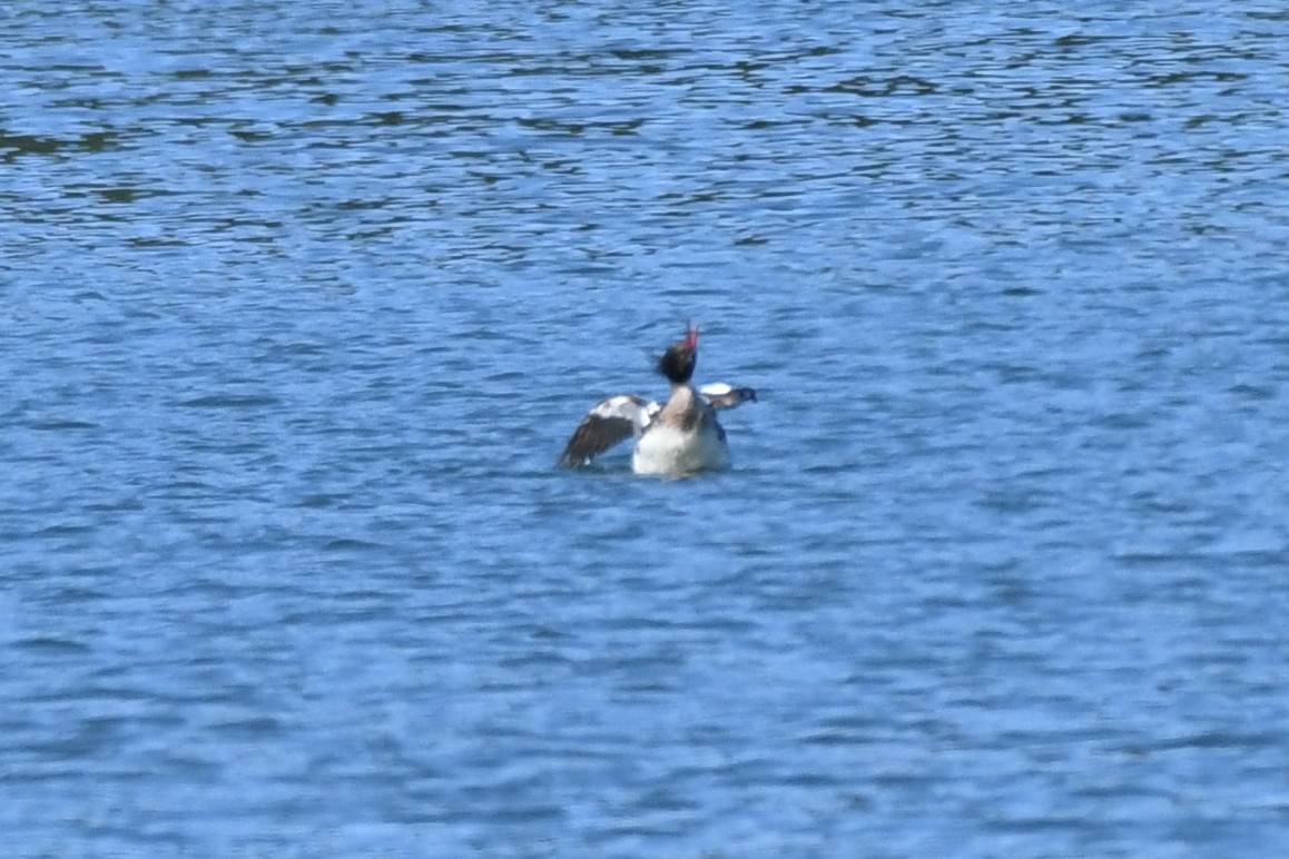 Red-breasted Merganser - ML583565751