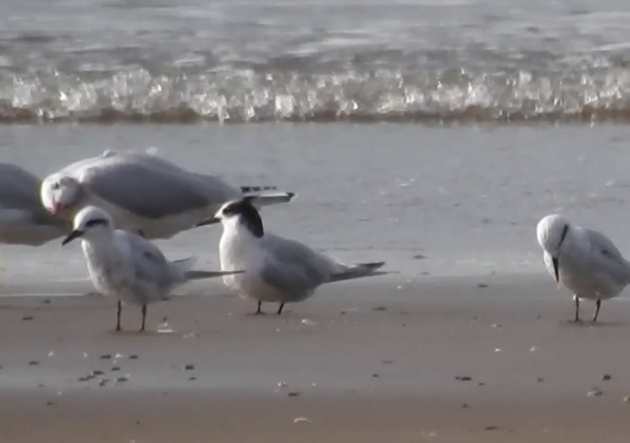 South American Tern - Anonymous