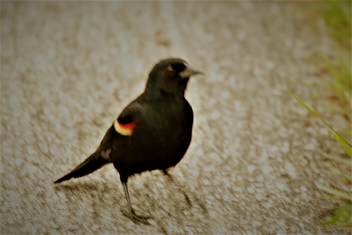 Red-winged Blackbird - Doug Kibbe