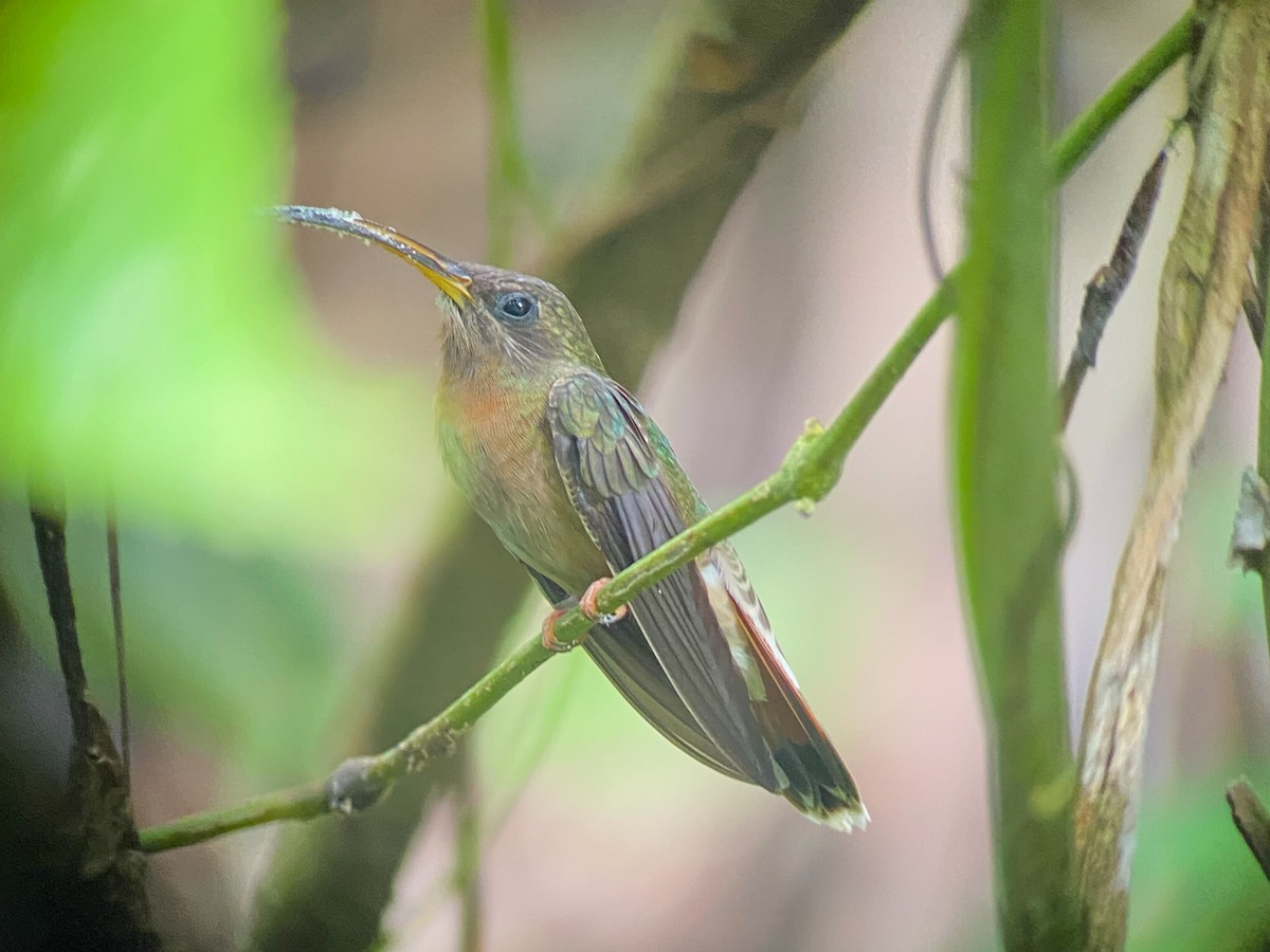 Rufous-breasted Hermit - Peter Crosson