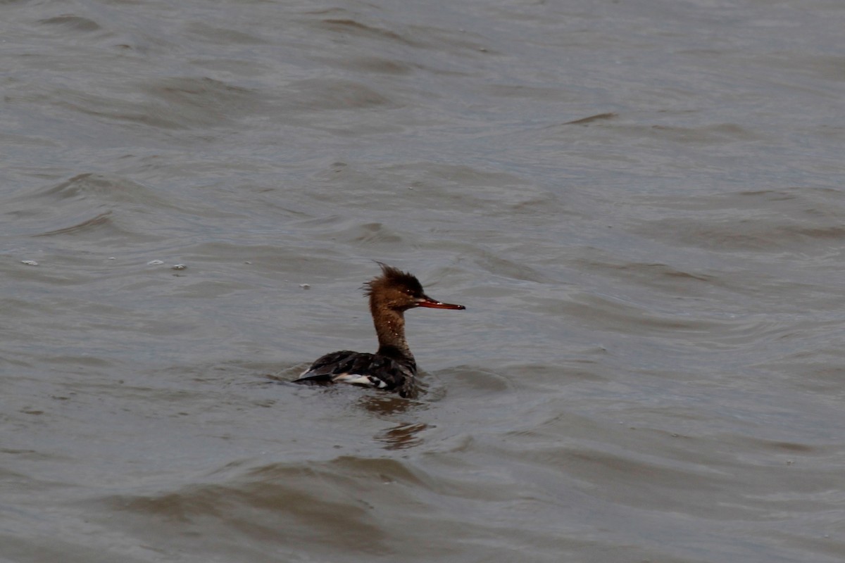 Red-breasted Merganser - ML58356671