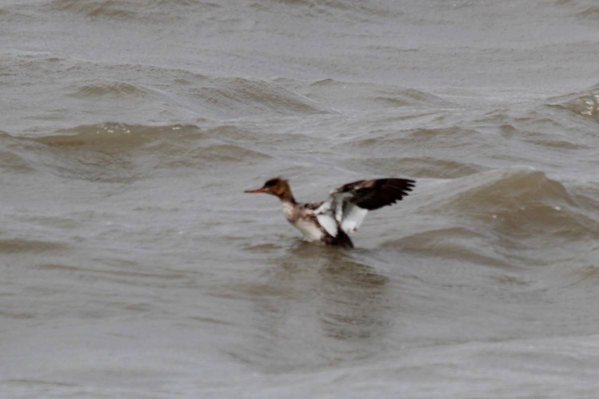 Red-breasted Merganser - ML58356681