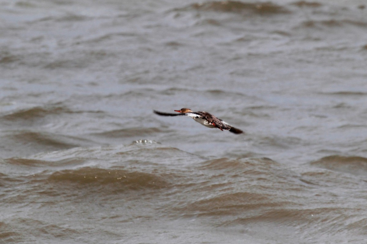 Red-breasted Merganser - ML58356691